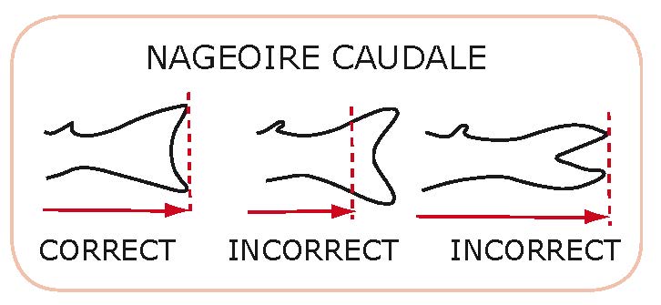 taille capture poisson mesure