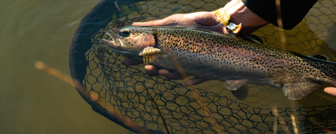 Bilan des alevinages par association agréée réciprocitaire